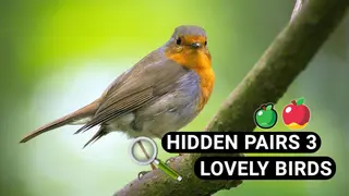 Hidden Pairs 3: Lovely Birds - Hidden Objects
