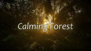 Calming Forest