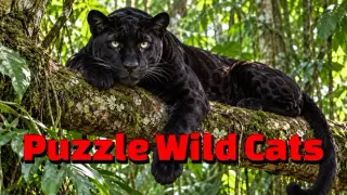 Puzzle Wild Cats