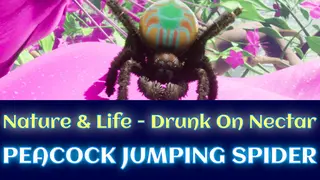 Lifecycle of Peacock Jumping Spider