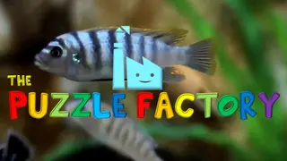 The Puzzle Factory