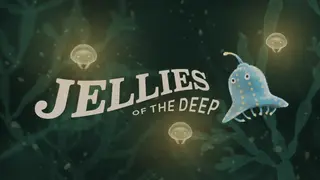 Jellies of the Deep