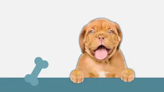 I Love Finding Pups Collector's Edition - Xbox One