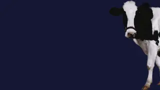 Stroke The Cow - PS4
