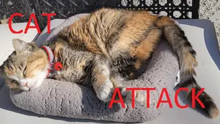 Cat Attack