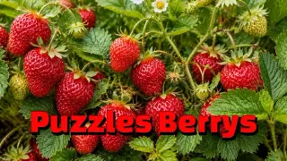 Puzzles Berrys