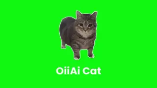 OiiAi Cat