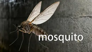 mosquito