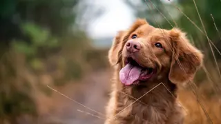 Jigsaw Puzzle Dogs - Xbox One