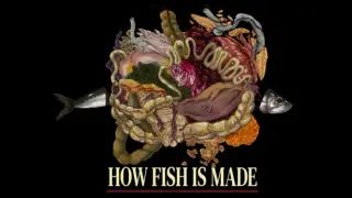 How Fish Is Made