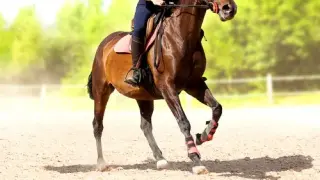 My Little Riding Champion - Switch