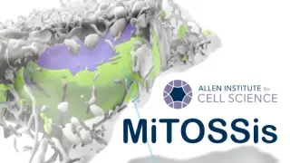 MiTOSSis
