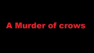 A murder of crows