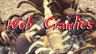 Web Crawlies {Multiplayer}