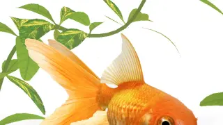 AAA Dynamic Scenes - Golden Fish Aquarium Dynamic Scene - PS4 & PS5