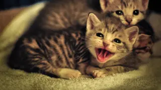 Jigsaw Puzzle Kittens - Xbox One