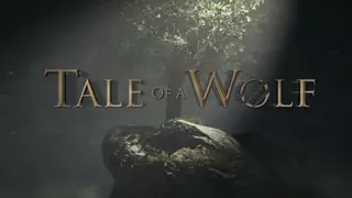 Tale Of A Wolf