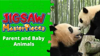 Parent and Baby Animals - Switch