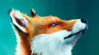 Spirit of the North