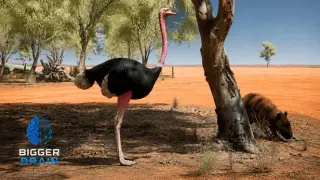 Bigger Brain