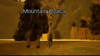 Mountain Alpaca