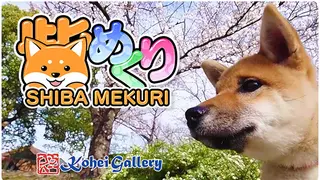 Shiba Mekuri 柴めくり