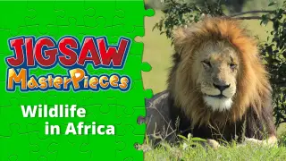 Wildlife in Africa - Switch