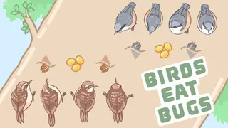 Birds Eat Bugs