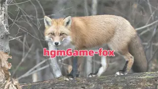 hgmGame-fox