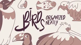 Birds Organized Neatly
