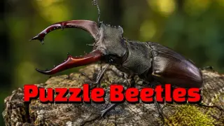 Puzzle Beetles