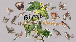 Brids Huddled Together