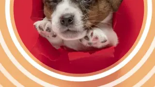 I Love Finding MORE Pups Collector's Edition - Switch