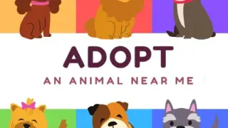Adopt an Animal Near Me - Switch