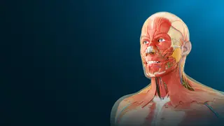 Human Anatomy VR - PS5