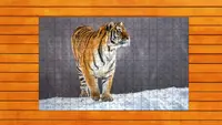 Big Cat Jigsaw Quest - Expansion Pack 2 4