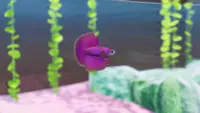 Fish Game - Betta Fish Pack 1 4