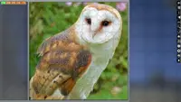 Jigsaw Puzzle Pack - Pixel Puzzles Ultimate: Owls Ultimate 3