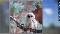 Jigsaw Puzzle Pack - Pixel Puzzles Ultimate: Owls Ultimate 1
