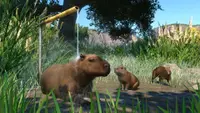Planet Zoo: Wetlands Animal Pack 1