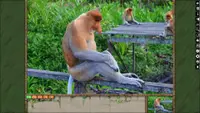 Jigsaw Puzzle Pack - Pixel Puzzles Ultimate: Primates Ultimate 3