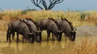Planet Zoo: Grasslands Animal Pack 2