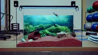 Machorium -Muscle Aquarium Simulator- 3