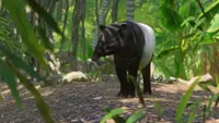 Planet Zoo: Southeast Asia Animal Pack 3