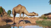 Planet Zoo: Arid Animal Pack 1