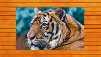 Big Cat Jigsaw Quest - Expansion Pack 1 3